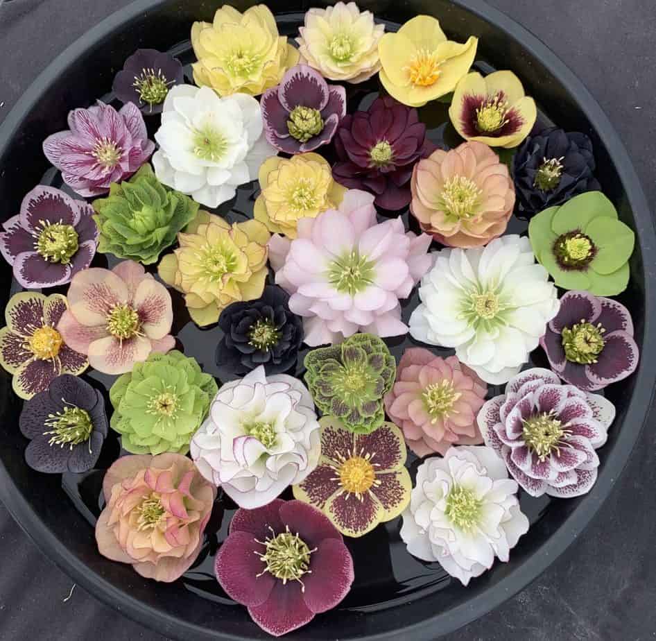 Honeymoon Single-Flowered Hellebore Collection